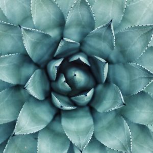 COLLAGEN LEAF