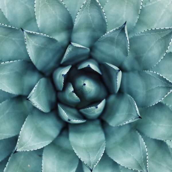 COLLAGEN LEAF